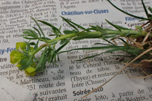 Euphorbia cyparissias ; Euphorbe petit-cyprès, Euphorbe faux cyprès, Petite ésule ; ©Photo Alain Benard