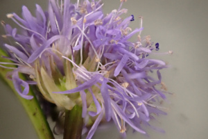 Globularia nudicaulis ; Globulaire à tiges nues ; ©Photo Alain Benard