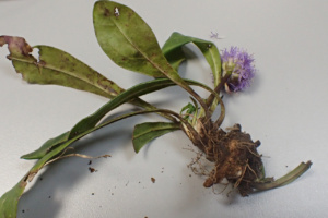 Globularia nudicaulis ; Globulaire à tiges nues ; ©Photo Alain Benard