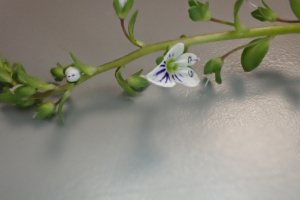 Veronica serpyllifolia ; Véronique à feuilles de serpolet ; ©Photo Alain Benard