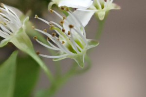 Amelanchier ovalis ; Amélanchier ovale, Amélanchier commun, Amélanchier à feuilles ovales ; ©Photo Alain Benard