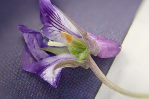 Viola reichenbachiana ; Violette de Reichenbach, Violette des bois ; ©Photo Alain Benard