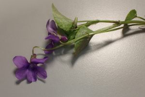 Viola reichenbachiana ; Violette de Reichenbach, Violette des bois ; ©Photo Alain Benard