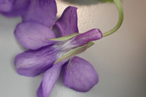 Viola reichenbachiana ; Violette de Reichenbach, Violette des bois ; ©Photo Alain Benard