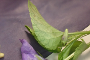 Viola reichenbachiana ; Violette de Reichenbach, Violette des bois ; ©Photo Alain Benard