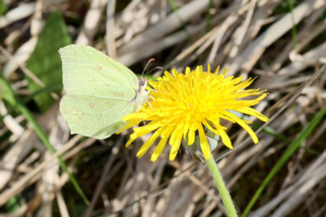 Femelle de Gonepteryx rhamni, Citron ; Amancy (74), Bois des Fournets ; ©Photo Alain Benard