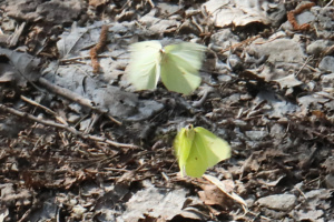 Parade de Gonepteryx rhamni, Citron ; Amancy (74), Bois des Fournets ; ©Photo Alain Benard