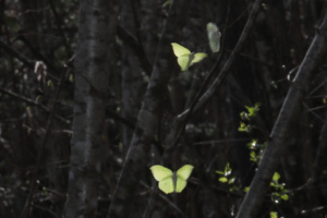 Parade de Gonepteryx rhamni, Citron ; Amancy (74), Bois des Fournets ; ©Photo Alain Benard