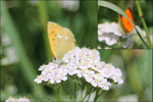 Lycaena virgaureae; Cuivré de la Verge-d'or (Le) ; Chalets de Miage (Saint-Gervais-les-Bains, 74) ; ©Photo Charline Blanc