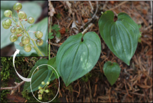 Maianthemum bifolium, Maïanthème à deux feuilles, Petit muguet à deux fleurs, Petit muguet ; Chalets de Miage (Saint-Gervais-les-Bains, 74) ; ©Photo Charline Blanc