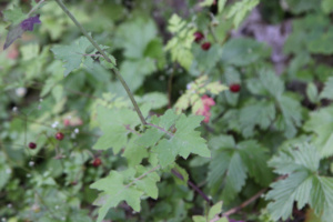 Lactuca muralis ; Laitue des murs, Mycélide des murs, Mycélis des murs, Pendrille ; Chalets de Miage (Saint-Gervais-les-Bains, 74) ; ©Photo Charline Blanc