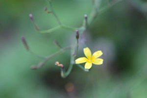 Lactuca muralis ; Laitue des murs, Mycélide des murs, Mycélis des murs, Pendrille ; Chalets de Miage (Saint-Gervais-les-Bains, 74) ; ©Photo Charline Blanc