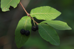 Lonicera nigra ; Chèvrefeuille noire, Camérisier noir ; Chalets de Miage (Saint-Gervais-les-Bains, 74) ; ©Photo Charline Blanc