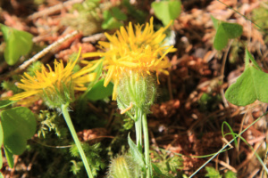 Crepis pyrenaica ; Crépide des Pyrénées, Crépis des Pyrénées ; Chalets de Miage (Saint-Gervais-les-Bains, 74) ; ©Photo Charline Blanc