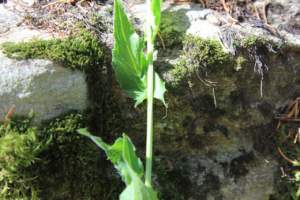 Crepis pyrenaica ; Crépide des Pyrénées, Crépis des Pyrénées ; Chalets de Miage (Saint-Gervais-les-Bains, 74) ; ©Photo Charline Blanc