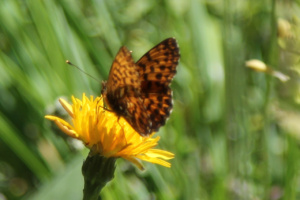 Boloria titania ; Nacré porphyrin (Le), Alezan (L'), Jason (Le), Grande Violette (La), Amathuse (L') ; Chalets de Miage (Saint-Gervais-les-Bains, 74) ; ©Photo Charline Blanc