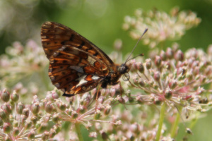 Boloria euphrosyne , Grand collier argenté (Le), Nacré sagitté (Le) ; Chalets de Miage (Saint-Gervais-les-Bains, 74) ; ©Photo Charline Blanc