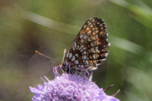 Melitaea diamina ; Mélitée noirâtre (La), Damier noir (Le), Argynne dictynne (L') ; Chalets de Miage (Saint-Gervais-les-Bains, 74) ; ©Photo Charline Blanc