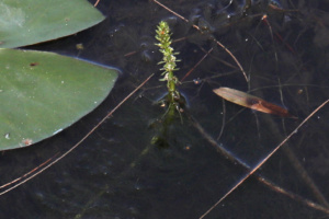 Myriophyllum verticillatum ; Myriophylle verticillé, Myriophylle à fleurs verticillées ; Lac du Môle (La Tour, 74), ©Photo Alain Benard
