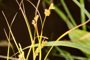 Juncus tenuis ; Jonc ténu, Jonc grêle, Jonc fin ; Lac du Môle (La Tour, 74), ©Photo Alain Benard
