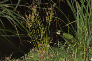 Juncus tenuis ; Jonc ténu, Jonc grêle, Jonc fin ; Lac du Môle (La Tour, 74), ©Photo Alain Benard
