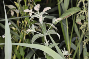 Mentha longifolia ; Menthe à longues feuilles, Menthe à feuilles longues, Menthe des bois ; Lac du Môle (La Tour, 74), ©Photo Alain Benard