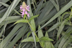 Stachys palustris ; Épiaire des marais, Ortie bourbière, Ortie morte ; Lac du Môle (La Tour, 74), ©Photo Alain Benard