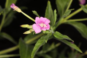 Epilobium hirsutum ; Épilobe hérissé, Épilobe hirsute ; Lac du Môle (La Tour, 74), ©Photo Alain Benard