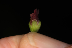 Scrophularia oblongifolia subsp. umbrosa ; Scrofulaire des lieux ombragés, Herbe aux écrouelles, scrofulaire ailée ; Lac du Môle (La Tour, 74), ©Photo Alain Benard