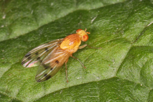 Homoneura sp. ; Lac du Môle (La Tour, 74), ©Photo Alain Benard