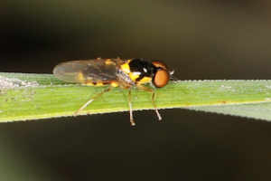 Oxycera sp. ; Lac du Môle (La Tour, 74), ©Photo Alain Benard