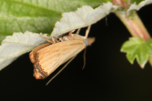 Agriphila straminella ; Crambus des pelouses ; Lac du Môle (La Tour, 74), ©Photo Alain Benard
