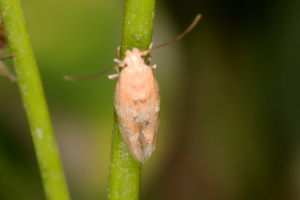 Mompha epilobiella ; Momphie des épilobes ; Lac du Môle (La Tour, 74), ©Photo Alain Benard