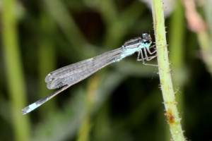 Ischnura elegans ; Agrion élégant ; Lac du Môle (La Tour, 74), ©Photo Alain Benard