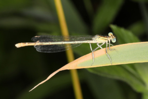Platycnemis pennipes ; Agrion à larges pattes, Pennipatte bleuâtre ; Lac du Môle (La Tour, 74), ©Photo Alain Benard