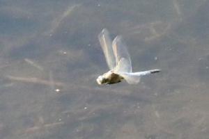 Orthetrum cancellatum ; Orthétrum réticulé (L') ; Lac du Môle (La Tour, 74), ©Photo Alain Benard