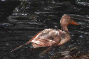 Anas platyrhynchos ; Canard colvert ; Lac du Môle (La Tour, 74), ©Photo Alain Benard