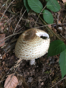 Agaricus augustus ; Agaric impérial, Psalliote impérial ; Leschaux, Bois Perroud et Le Clos Borgne (74) ; ©Photo Didier Hamerel