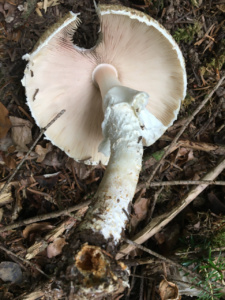 Agaricus augustus ; Agaric impérial, Psalliote impérial ; Leschaux, Bois Perroud et Le Clos Borgne (74) ; ©Photo Didier Hamerel