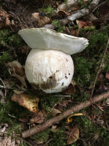 Boletus edulis f. albus ; Cèpe de Bordeaux, Cèpe du Périgord ; Leschaux, Bois Perroud et Le Clos Borgne (74) ; ©Photo Didier Hamerel