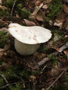 Boletus edulis f. albus ; Cèpe de Bordeaux, Cèpe du Périgord ; Leschaux, Bois Perroud et Le Clos Borgne (74) ; ©Photo Didier Hamerel