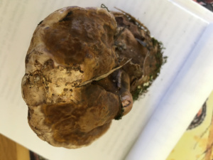 Ganoderma australe ; Ganoderme épaissi ; Cornier (74) ; ©Photo Didier Hamerel