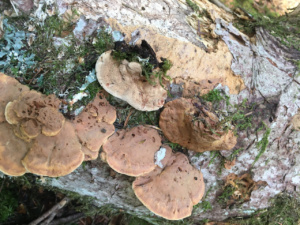 Hapalopilus rutilans ; Polypore rutilant ; Leschaux (74), Bois Perroud et Le Clos Borgne ; ©Photo Didier Hamerel