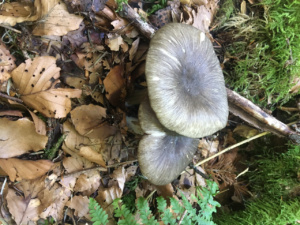 Megacollybia platyphylla ; Collybie à lames larges ; Leschaux (74), Bois Perroud et Le Clos Borgne ; ©Photo Didier Hamerel