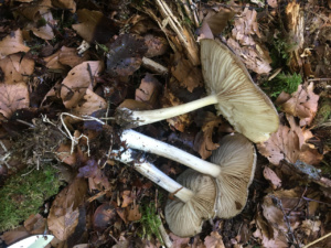 Megacollybia platyphylla ; Collybie à lames larges ; Leschaux (74), Bois Perroud et Le Clos Borgne ; ©Photo Didier Hamerel