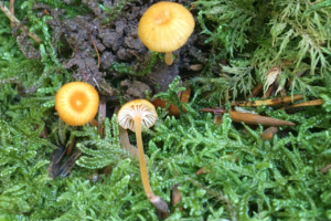 Rickenella fibula ; Omphale fibulée ; Leschaux (74), Bois Perroud et Le Clos Borgne ; ©Photo Didier Hamerel