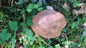 Porphyrellus porphyrosporus ; Bolet porphyre ; Le Reposoir (74), Chemin de la Lanche - Bois de Méry ; ©Photo Alain Benard