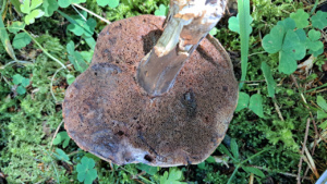 Porphyrellus porphyrosporus ; Bolet porphyre ; Le Reposoir (74), Chemin de la Lanche - Bois de Méry ; ©Photo Alain Benard