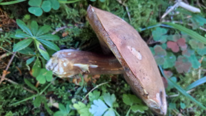 Porphyrellus porphyrosporus ; Bolet porphyre ; Le Reposoir (74), Chemin de la Lanche - Bois de Méry ; ©Photo Alain Benard