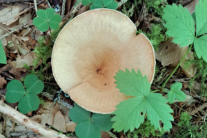 Infundibulicybe gibba ; Clitocybe en entonnoir ; Le Reposoir (74), Chemin de la Lanche - Bois de Méry ; ©Photo Alain Benard